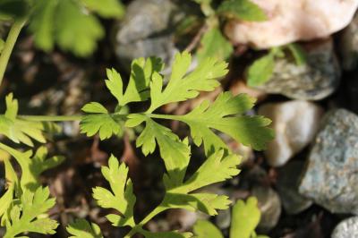 Grande camomille, Tanaisie Parthénium Tanacetum parthenium (L.) Sch.Bip., 1844