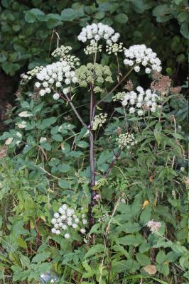 Angélique sauvage, Angélique sylvestre, Impératoir Angelica sylvestris L., 1753