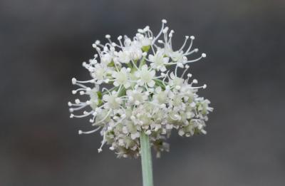 Angélique sauvage, Angélique sylvestre, Impératoir Angelica sylvestris L., 1753