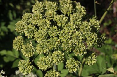 Angélique sauvage, Angélique sylvestre, Impératoir Angelica sylvestris L., 1753