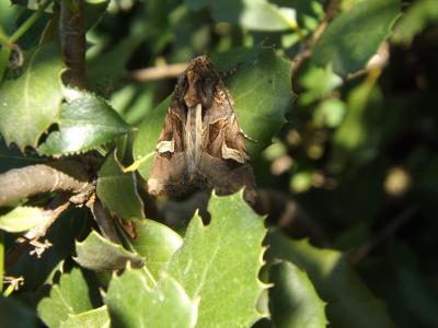 Noctuelle embrasée (La) Trigonophora flammea (Esper, 1785)