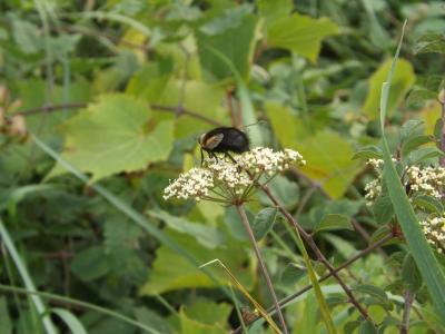  Tachina grossa (Linnaeus, 1758)