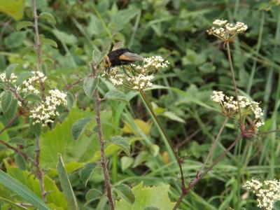  Tachina grossa (Linnaeus, 1758)