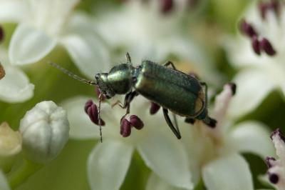  Clanoptilus elegans (Olivier, 1790)