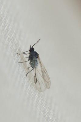  Pemphigus Hartig, 1839