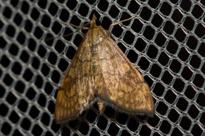  Ecpyrrhorrhoe rubiginalis (Hübner, 1796)