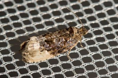  Hedya nubiferana (Haworth, 1811)