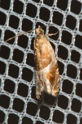  Ancylis obtusana (Haworth, 1811)