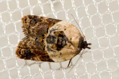  Acleris variegana (Denis & Schiffermüller, 1775)