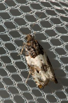  Gypsonoma dealbana (Frölich, 1828)