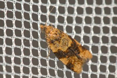  Epagoge grotiana (Fabricius, 1781)