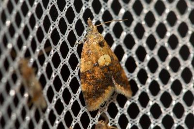  Pseudargyrotoza conwagana (Fabricius, 1775)