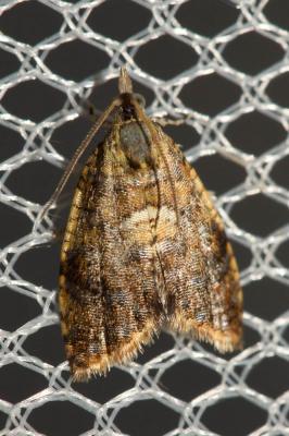  Pseudargyrotoza conwagana (Fabricius, 1775)