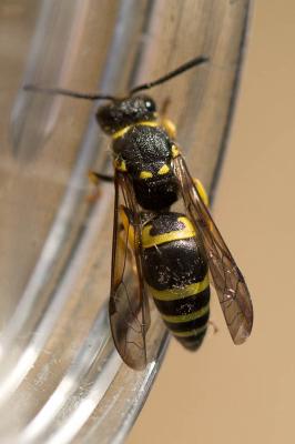Guêpe maçonne Ancistrocerus parietinus (Linnaeus, 1760)