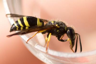 Guêpe maçonne Ancistrocerus parietinus (Linnaeus, 1760)