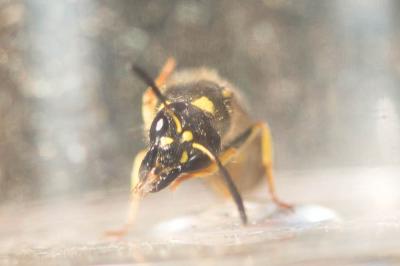 Guêpe maçonne Ancistrocerus parietinus (Linnaeus, 1760)