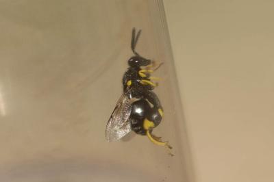  Brachymeria Westwood, 1829