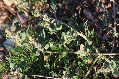 Chénopode fétide, Chénopode puant Chenopodium vulvaria L., 1753