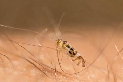  Graphopsocus cruciatus (Linnaeus, 1768)