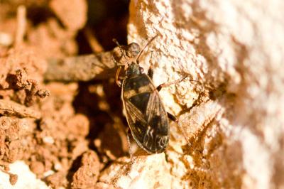  Trapezonotus 