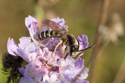  Halictus scabiosae (Rossi, 1790)