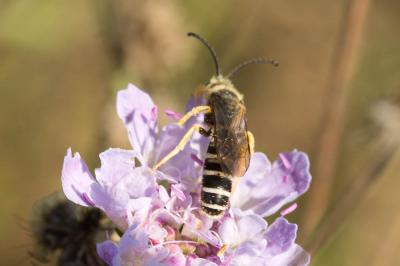  Halictus scabiosae (Rossi, 1790)