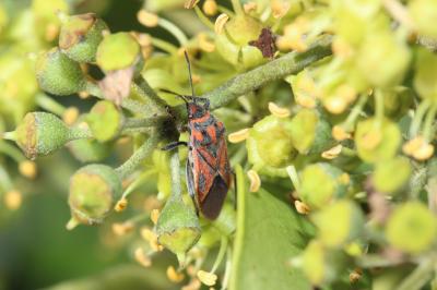  Graptostethus servus (Fabricius, 1787)