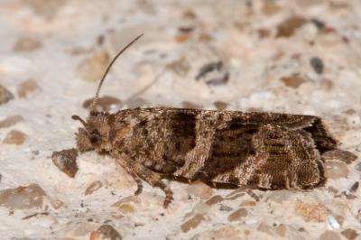  Rhopobota stagnana (Denis & Schiffermüller, 1775)