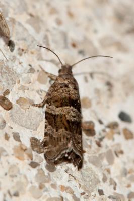  Rhopobota stagnana (Denis & Schiffermüller, 1775)