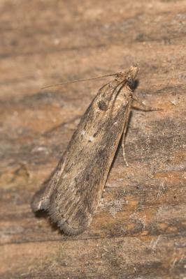  Isauria dilucidella (Duponchel, 1836)