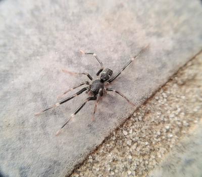  Liophrurillus flavitarsis (Lucas, 1846)