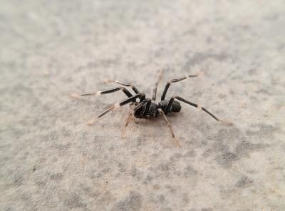  Liophrurillus flavitarsis (Lucas, 1846)