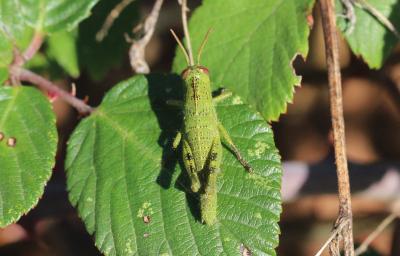 Criquet égyptien Anacridium aegyptium (Linnaeus, 1764)