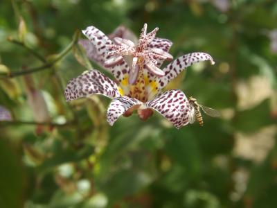 Syrphes Syrphidae Latreille, 1802
