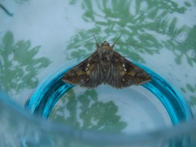 Plusie chalcite (La) Chrysodeixis chalcites (Esper, 1789)