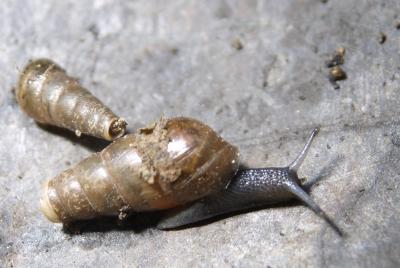 Bulime tronqué Rumina decollata (Linnaeus, 1758)