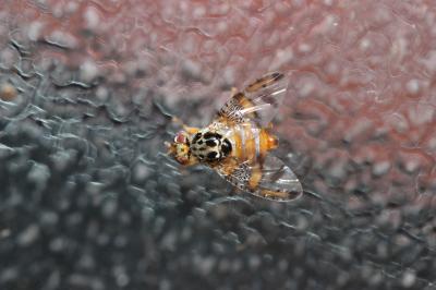  Ceratitis capitata (Wiedemann, 1824)