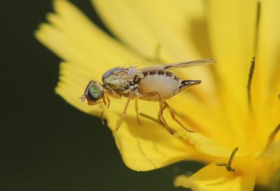  Ensina sonchi (Linnaeus, 1767)