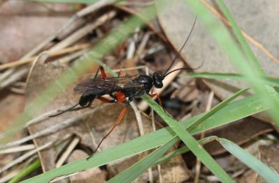  Exetastes calobatus Gravenhorst, 1829