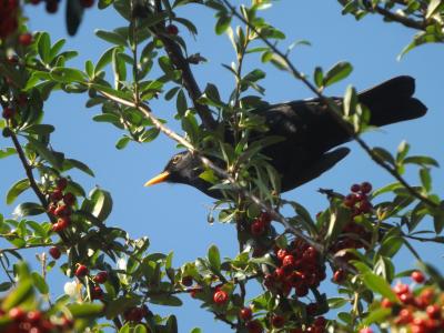 Merle noir Turdus merula Linnaeus, 1758
