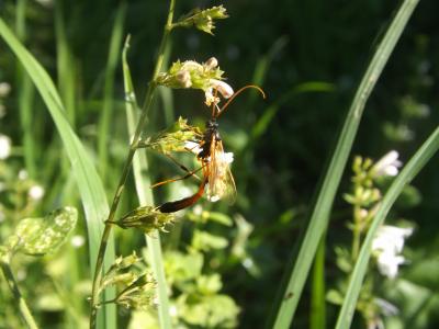  Therion circumflexum (Linnaeus, 1758)