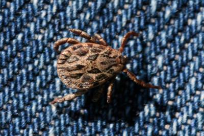  Dermacentor reticulatus (Fabricius, 1794)