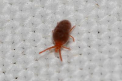  Trombidium Fabricius, 1775