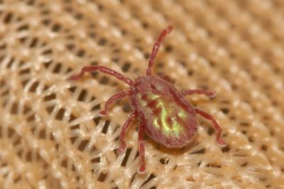 Erythraeidae 