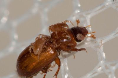  Rhagidiidae 