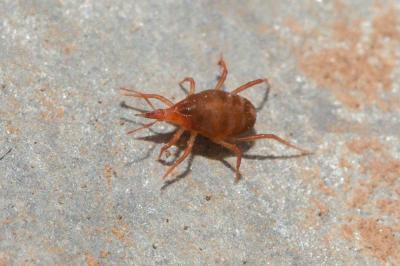  Bdellidae 