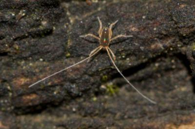  Linopodes