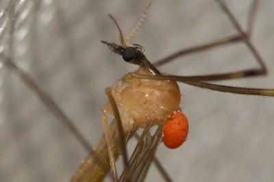  Calyptostoma 