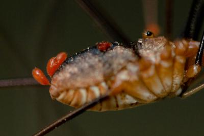  Calyptostoma 