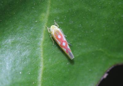  Zygina flammigera (Fourcroy, 1785)